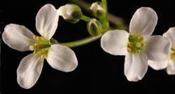 Cardamine serpentina. Top view of flowers.
 Image: P.B. Heenan © Landcare Research 2019 CC BY 3.0 NZ